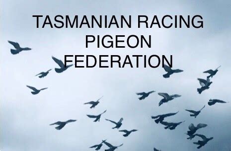 tasmanian pigeon federation.